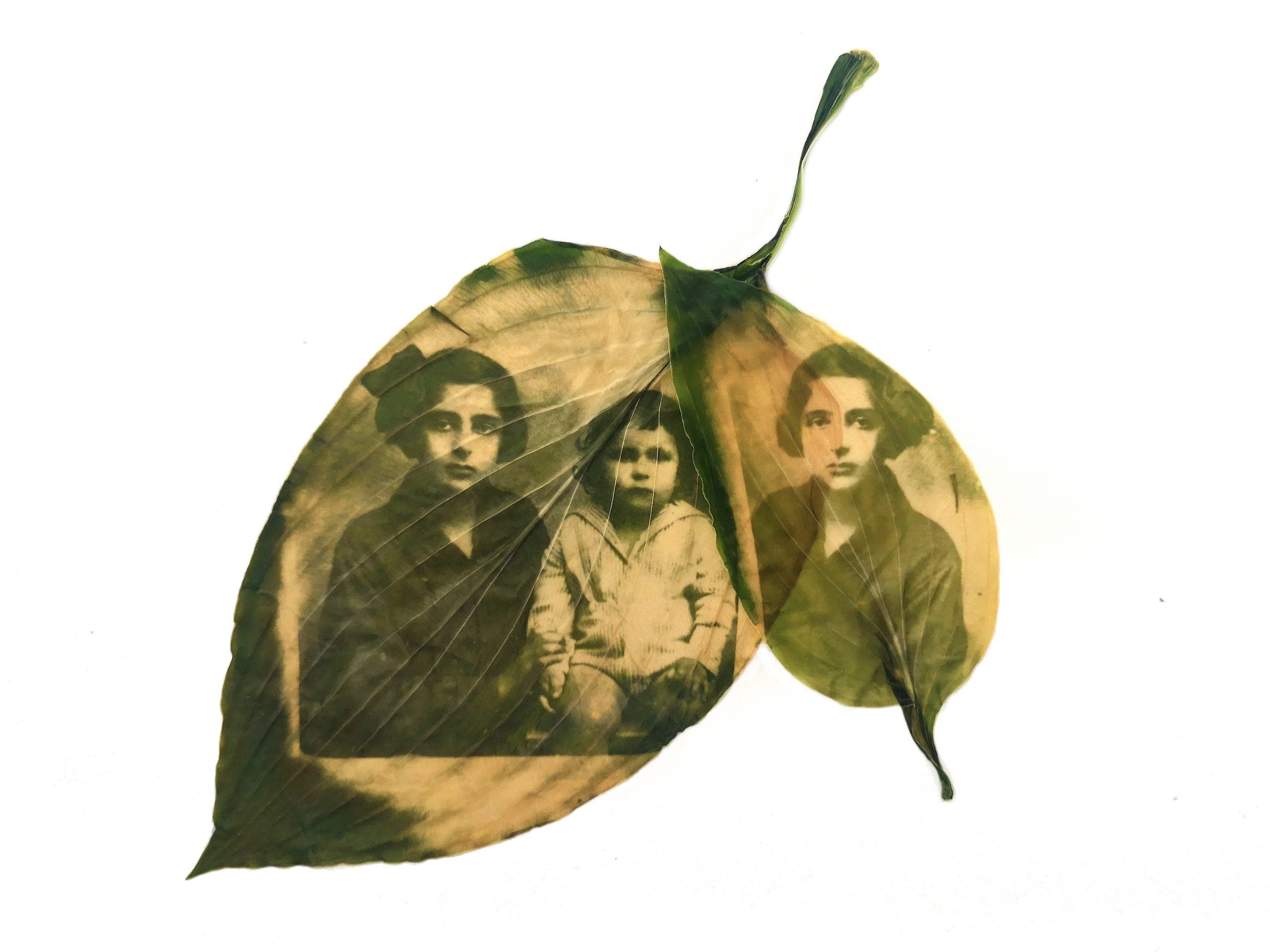 © Dovile Dagiene | Memories of plants